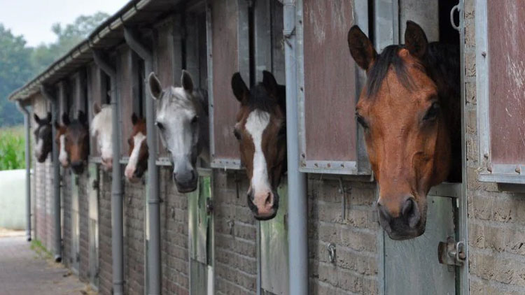 Vakantieparken met pony's in Nederland