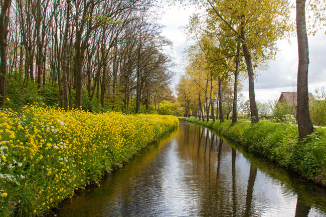 De mooiste bosgebieden van Nederland