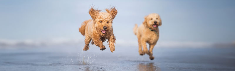 honden rennen bij zee op hondenstrand in Nederland bij vakantieparken