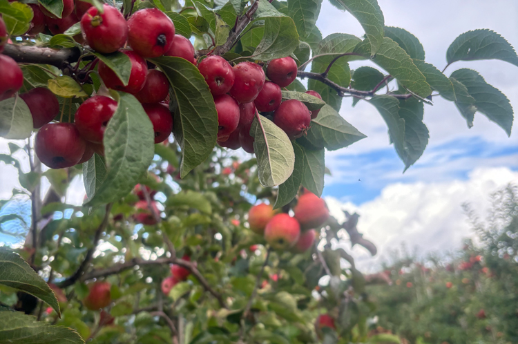 fruitteelt in Belgisch Limburg