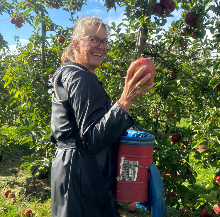 Appels plukken in Limburg