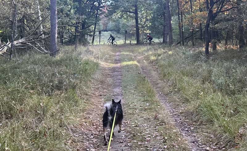 Wandelen en fietsen in Hoenderloo, hartje Veluwe