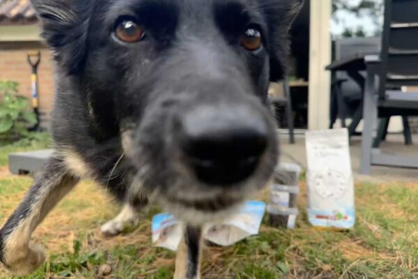 Met de hond naar een Landal vakantiepark in Nederland