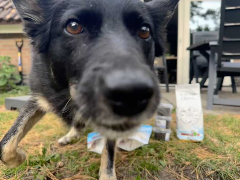 Met de hond naar een Landal vakantiepark in Nederland