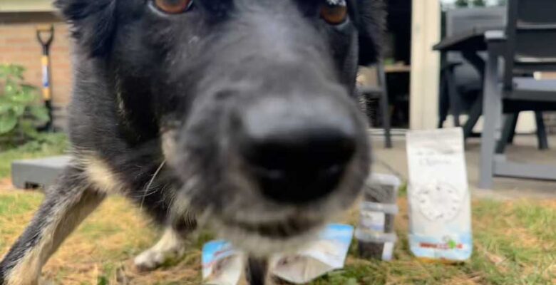 Met de hond naar een Landal vakantiepark in Nederland
