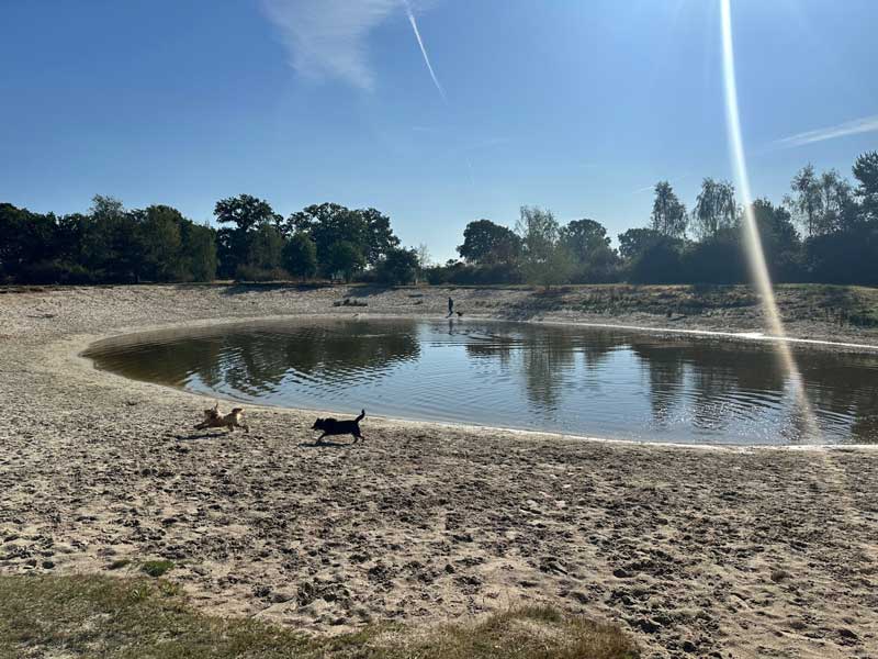 Grote hondenvijver speciaal voor honden bij Landal Twenhaarsveld