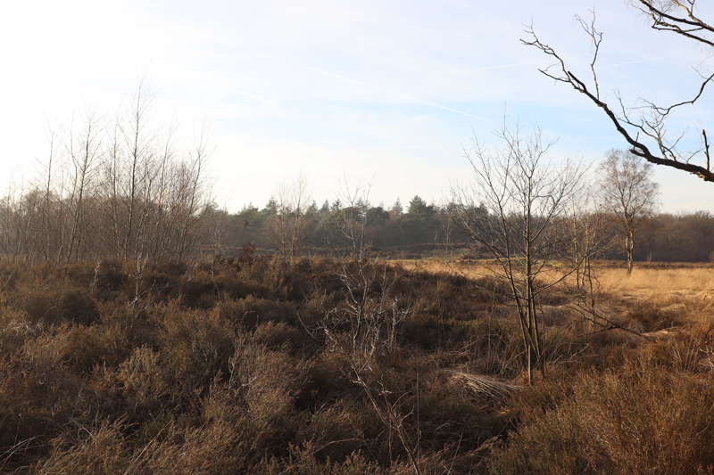 Landal Amerongse Berg in de natuur