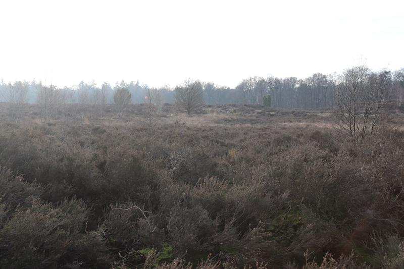 Huisje van Landal Amerongse Berg in de natuur