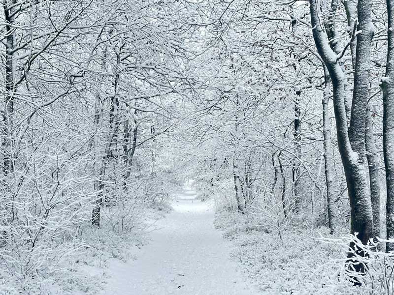 Sneeuw op de Veluwe