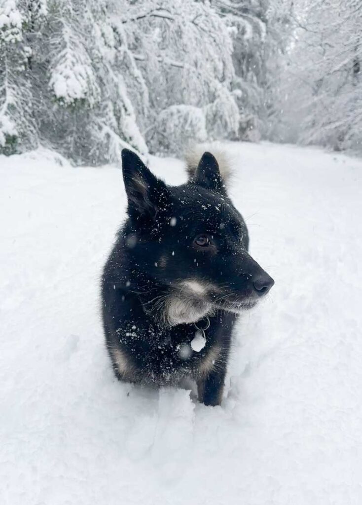 Met de hond genieten van de sneeuw op de Veluwe