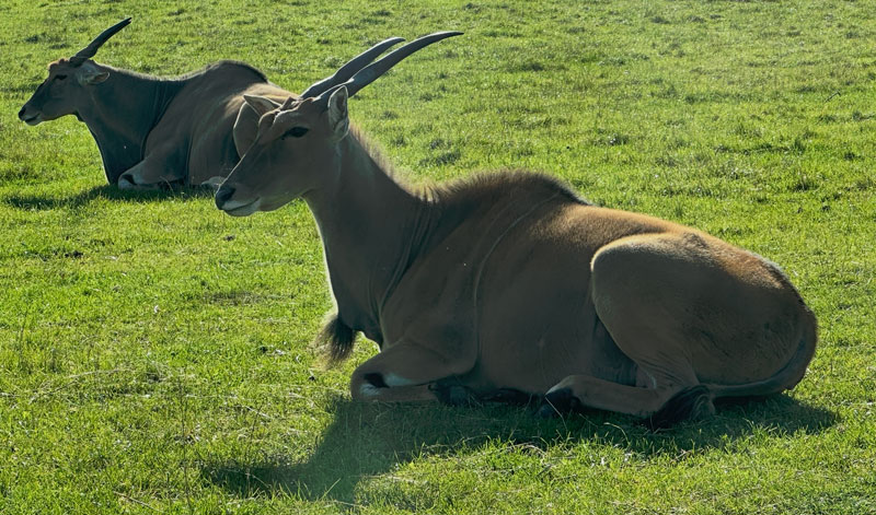 Givskud Zoo bij LEGOLAND Billund Resort