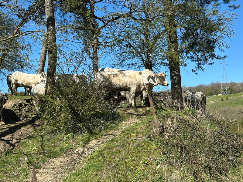 natuur koe